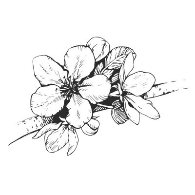Zeichnung einer Obstblüte