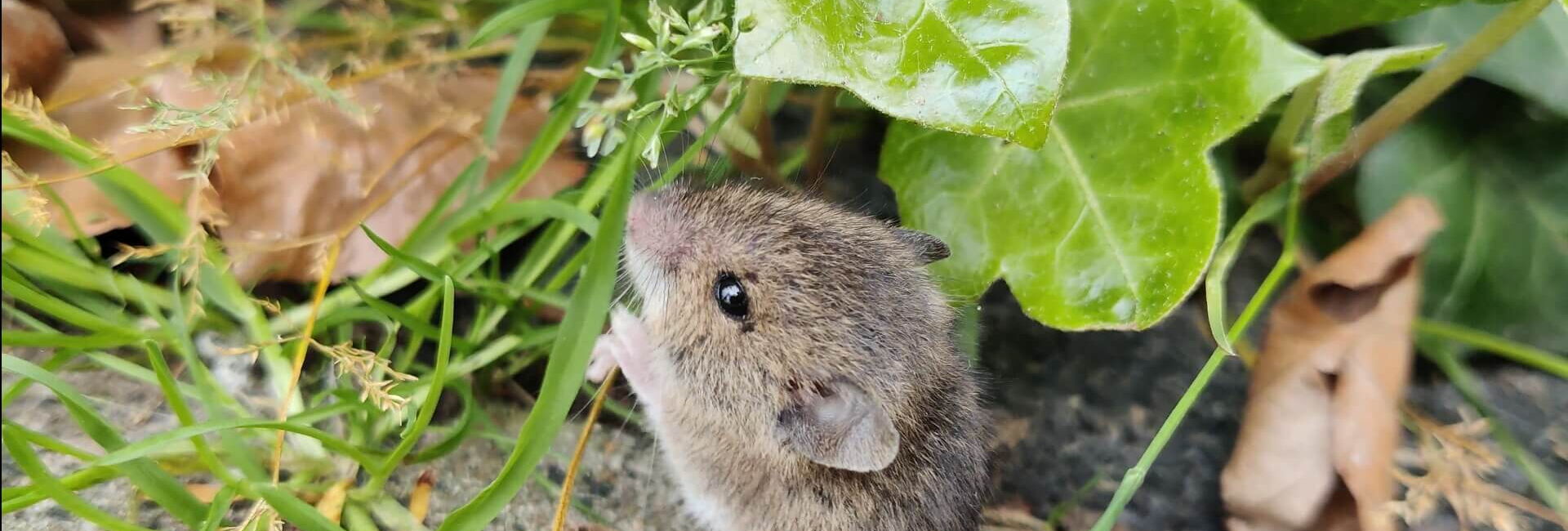 Eine Maus am Straßenrand