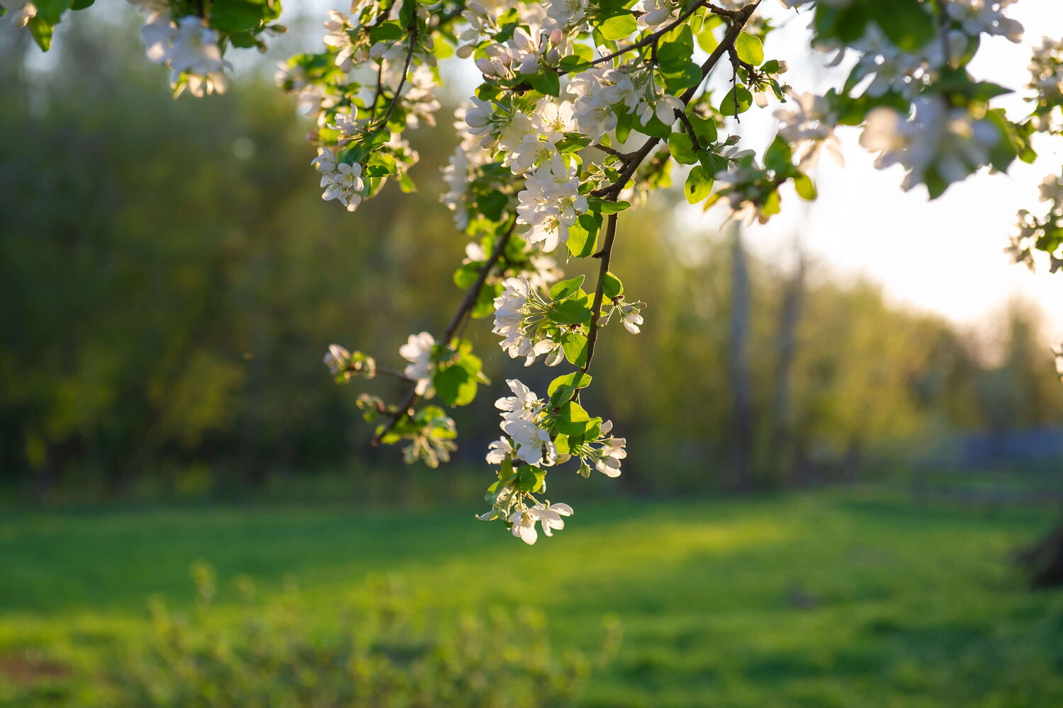 Obstblüte im Gegenlicht
