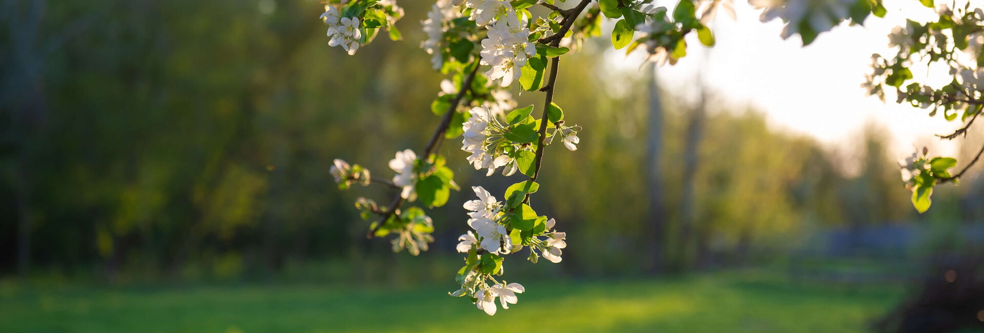 Obstblüte im Gegenlicht