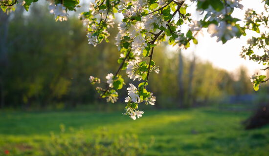Obstblüte im Gegenlicht