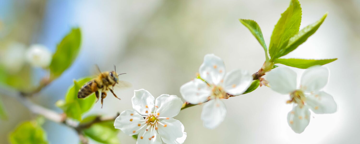 Eine Biene Sammelt nektar an einer Obstblüte